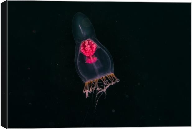 pelagic jellyfish Canvas Print by Peter Bardsley