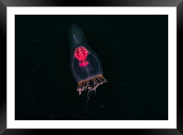 pelagic jellyfish Framed Mounted Print by Peter Bardsley