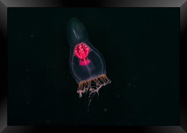 pelagic jellyfish Framed Print by Peter Bardsley