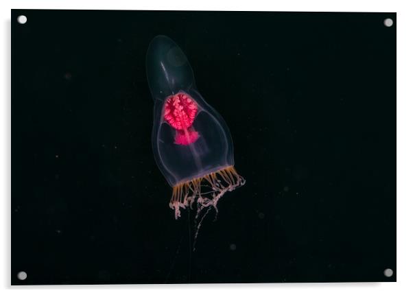 pelagic jellyfish Acrylic by Peter Bardsley