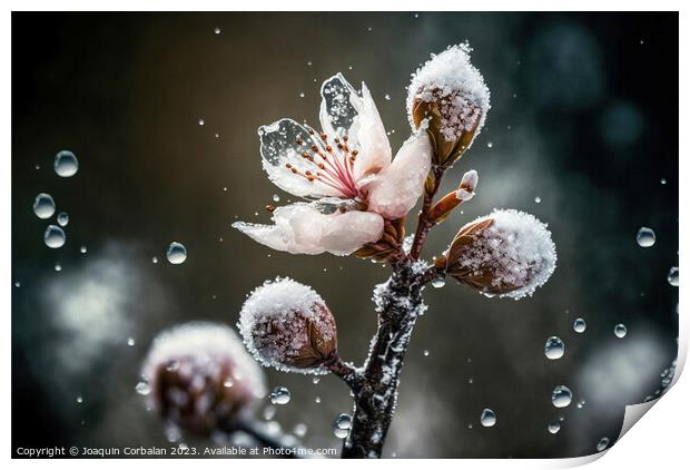 Snowflakes and ice cover the first buds of fruit-b Print by Joaquin Corbalan