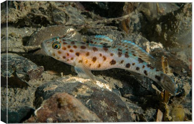 leopard spotted Goby Canvas Print by Peter Bardsley