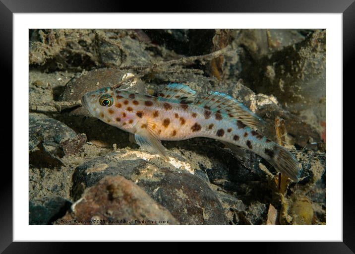 leopard spotted Goby Framed Mounted Print by Peter Bardsley