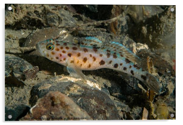 leopard spotted Goby Acrylic by Peter Bardsley