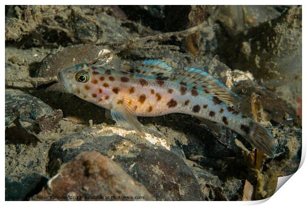 leopard spotted Goby Print by Peter Bardsley