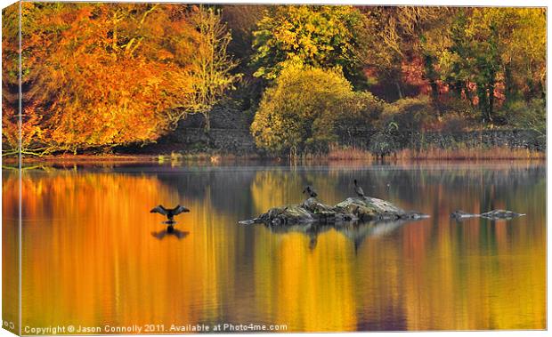 The Rydalwater Cormorants Canvas Print by Jason Connolly