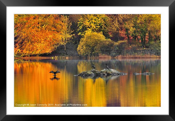 The Rydalwater Cormorants Framed Mounted Print by Jason Connolly