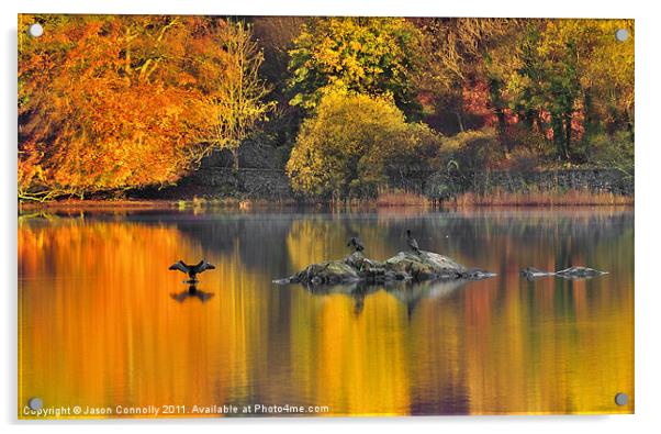 The Rydalwater Cormorants Acrylic by Jason Connolly