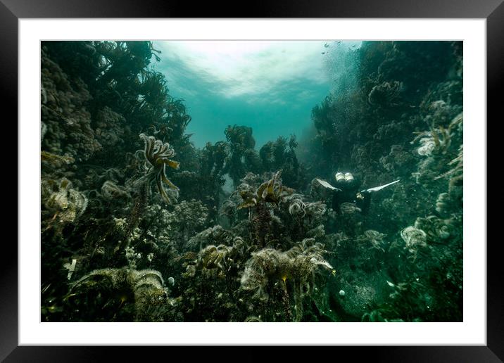 Kelp forest Framed Mounted Print by Peter Bardsley