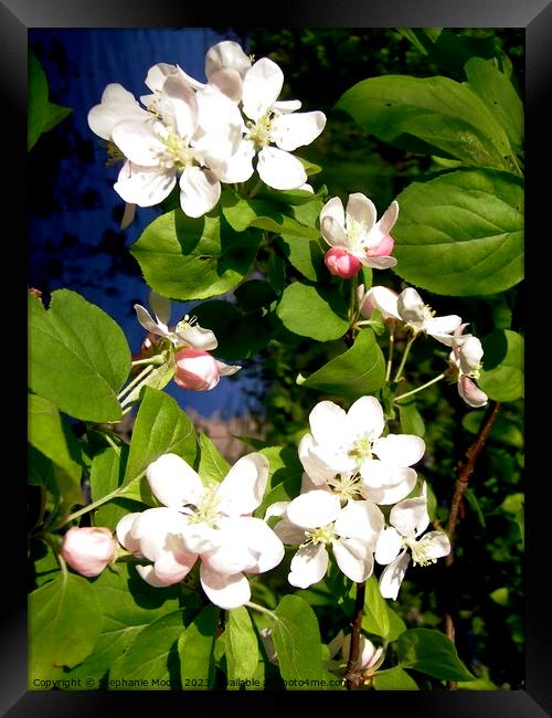 Apple blossoms Framed Print by Stephanie Moore