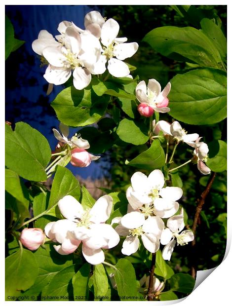 Apple blossoms Print by Stephanie Moore