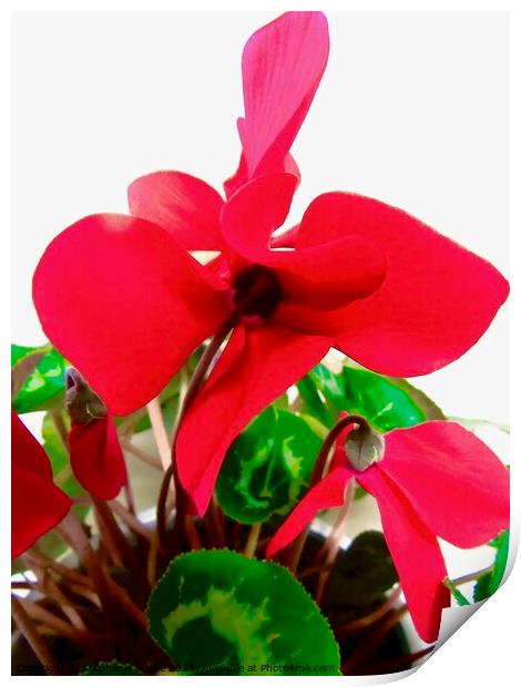 red cyclamen Print by Stephanie Moore