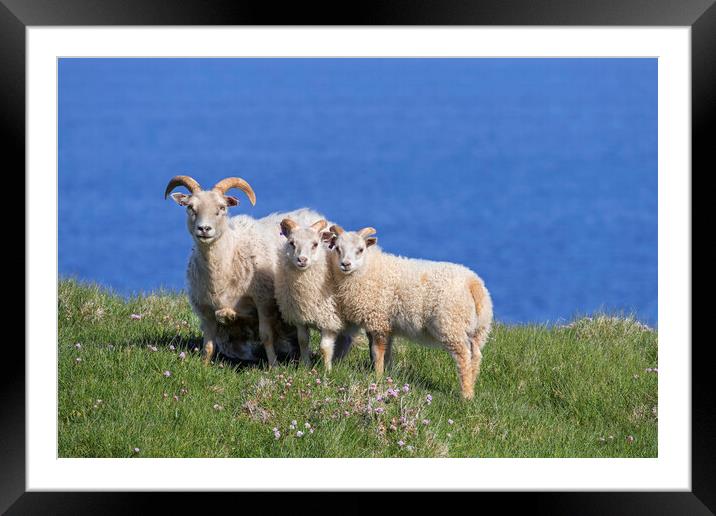 Icelandic Sheep Framed Mounted Print by Arterra 