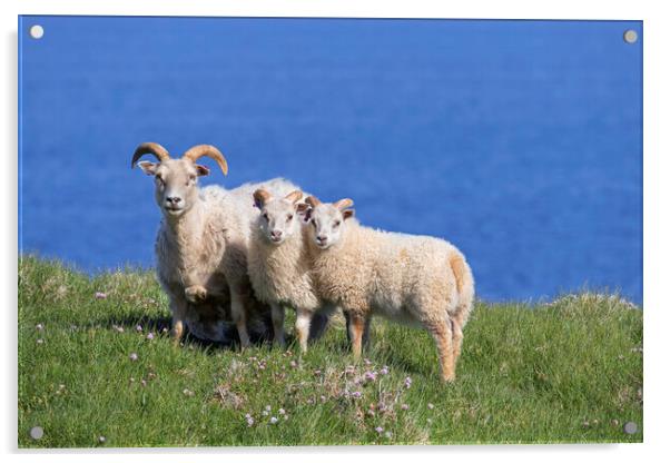 Icelandic Sheep Acrylic by Arterra 