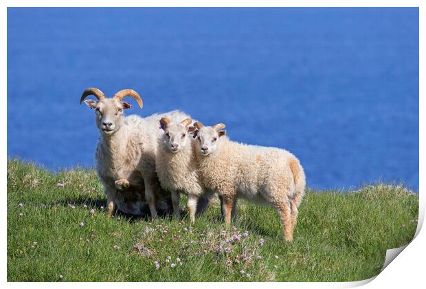 Icelandic Sheep Print by Arterra 