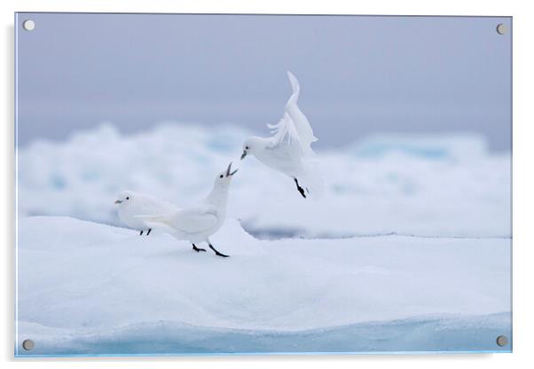 Ivory Gulls Acrylic by Arterra 