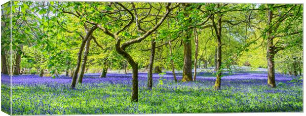 English Bluebell Wood, Cornwall Canvas Print by kathy white