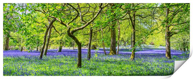 English Bluebell Wood, Cornwall Print by kathy white