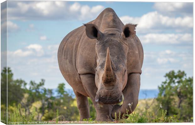 A rhinoceros standing in front of the camera Canvas Print by Gunter Nuyts