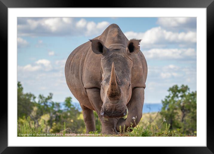 A rhinoceros standing in front of the camera Framed Mounted Print by Gunter Nuyts
