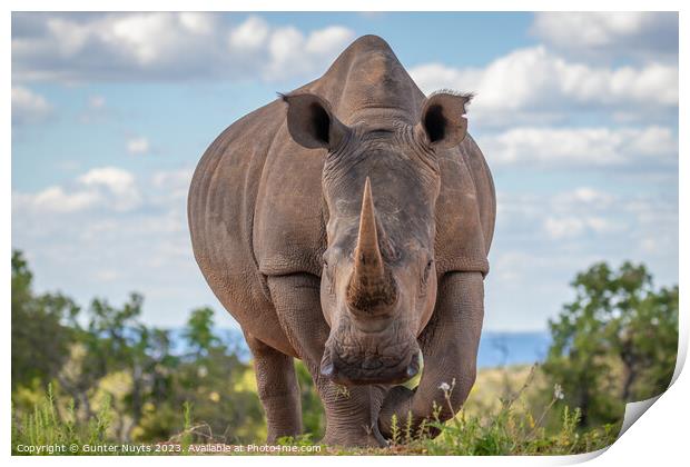 A rhinoceros standing in front of the camera Print by Gunter Nuyts