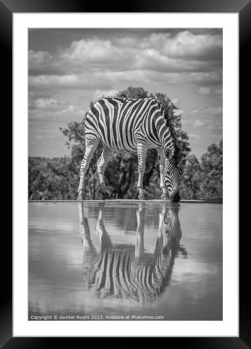 A zebra drinking at a waterhole Framed Mounted Print by Gunter Nuyts