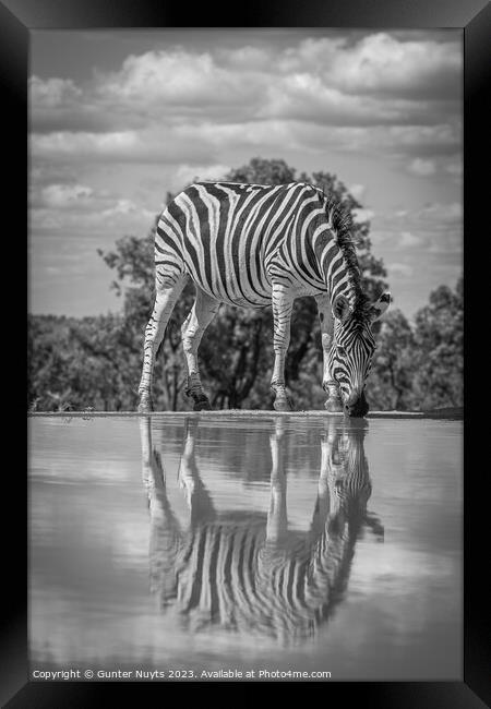 A zebra drinking at a waterhole Framed Print by Gunter Nuyts