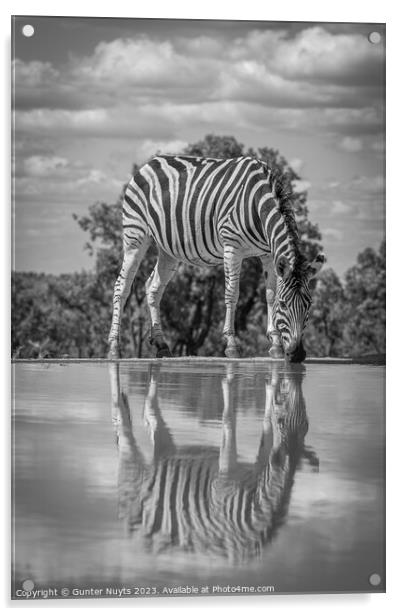 A zebra drinking at a waterhole Acrylic by Gunter Nuyts