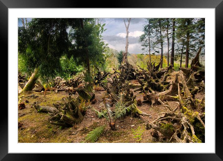 A stumpery Framed Mounted Print by kathy white