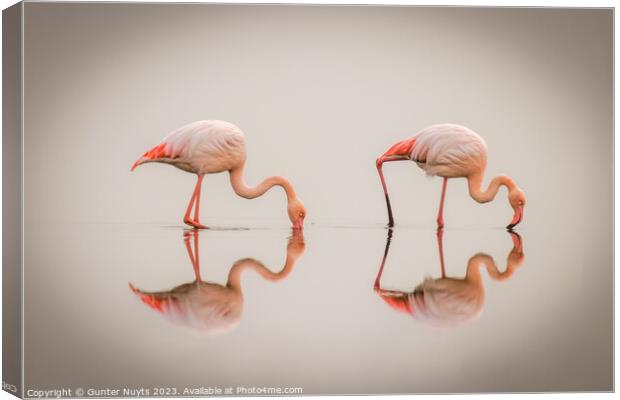 Flamingos in the fog with reflection Canvas Print by Gunter Nuyts