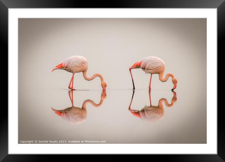 Flamingos in the fog with reflection Framed Mounted Print by Gunter Nuyts