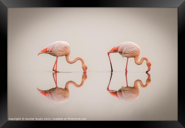 Flamingos in the fog with reflection Framed Print by Gunter Nuyts
