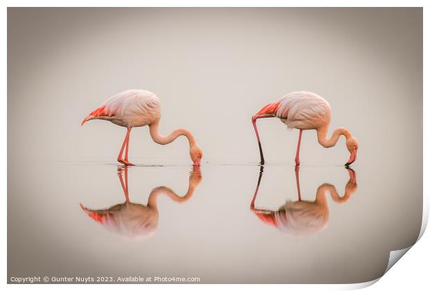 Flamingos in the fog with reflection Print by Gunter Nuyts