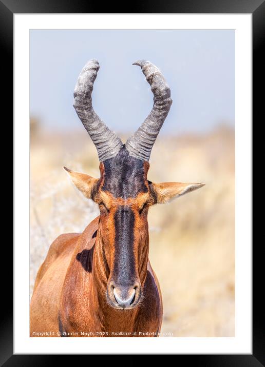 A portrait of a red hartebeest Framed Mounted Print by Gunter Nuyts