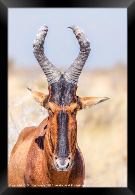 A portrait of a red hartebeest Framed Print by Gunter Nuyts