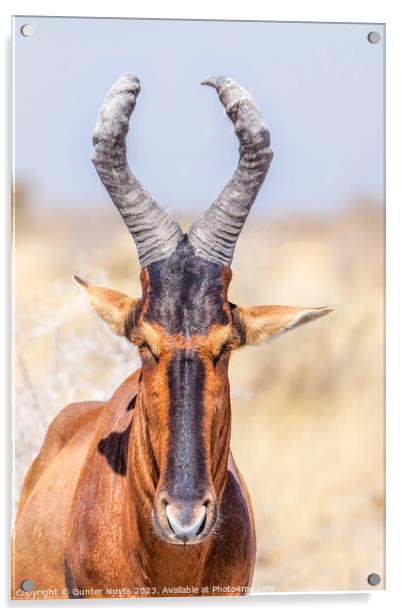 A portrait of a red hartebeest Acrylic by Gunter Nuyts