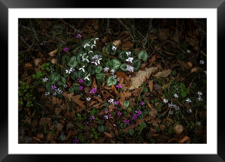 Spring 'neath the hedgerow  Framed Mounted Print by Steve Taylor