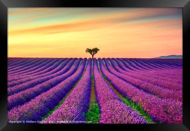 Lavender and lonely tree at sunset. Provence, France Framed Print by Stefano Orazzini