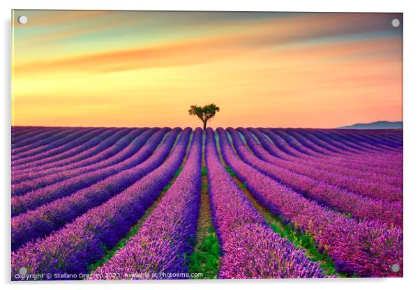 Lavender and lonely tree at sunset. Provence, France Acrylic by Stefano Orazzini