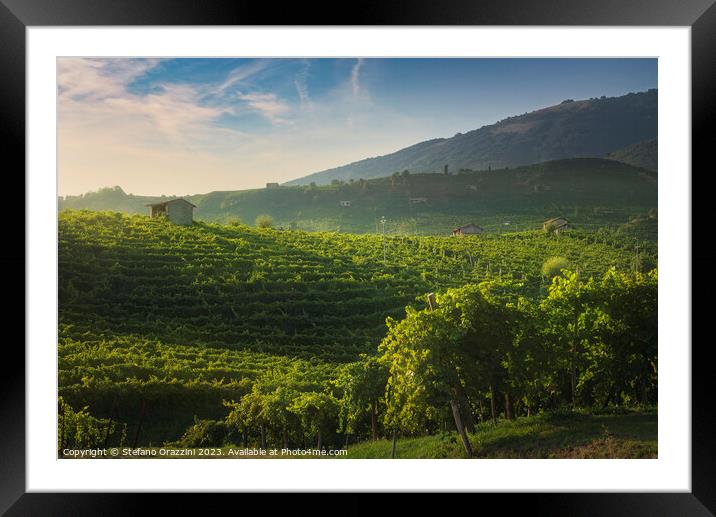Vineyards of Prosecco at sunset. Valdobbiadene, Italy Framed Mounted Print by Stefano Orazzini