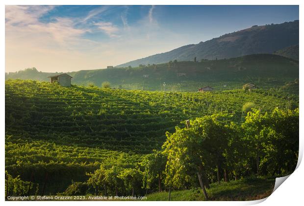 Vineyards of Prosecco at sunset. Valdobbiadene, Italy Print by Stefano Orazzini