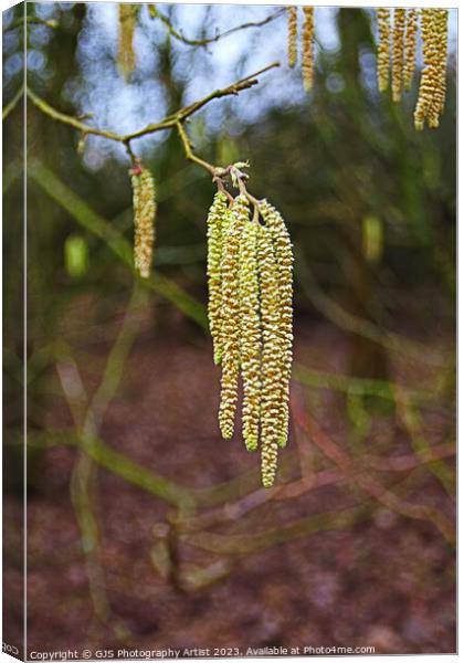 Graceful Dance of the Catkins Canvas Print by GJS Photography Artist