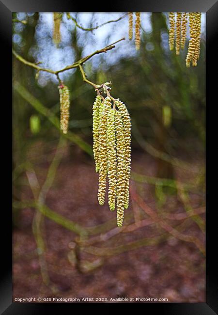 Graceful Dance of the Catkins Framed Print by GJS Photography Artist