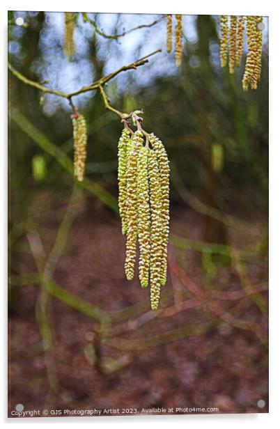 Graceful Dance of the Catkins Acrylic by GJS Photography Artist