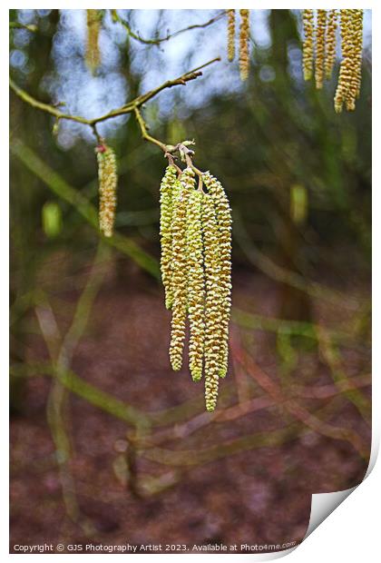 Graceful Dance of the Catkins Print by GJS Photography Artist
