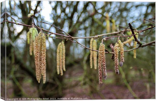 Delicate Catkins Dance in the Wind Canvas Print by GJS Photography Artist