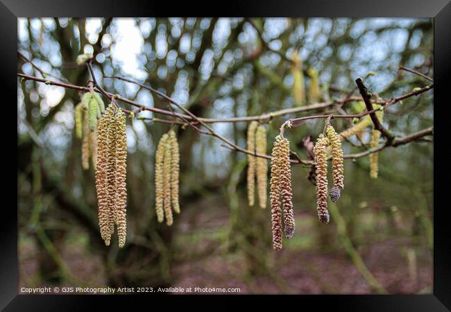 Delicate Catkins Dance in the Wind Framed Print by GJS Photography Artist