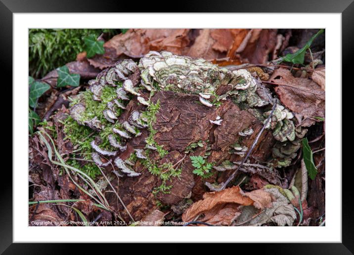 Vibrant Fungi Bursting with Life Framed Mounted Print by GJS Photography Artist