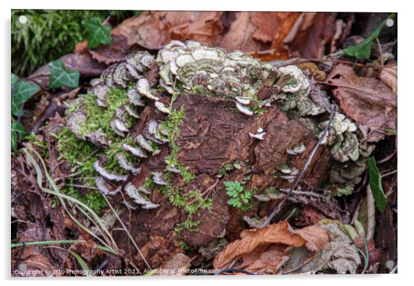 Vibrant Fungi Bursting with Life Acrylic by GJS Photography Artist