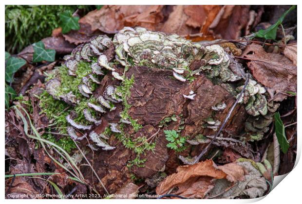 Vibrant Fungi Bursting with Life Print by GJS Photography Artist
